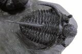 Spiny Cyphaspis Trilobite With Enrolled Austerops & Pyrite #301766-3